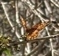 Euptoieta claudia