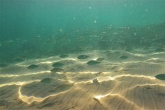 Eucinostomus currani