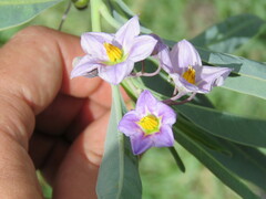 Solanum glaucophyllum