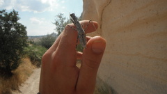 Rivetinini