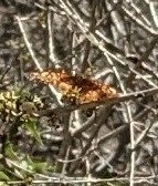 Euptoieta claudia