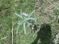 Solanum glaucophyllum