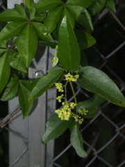 Cocculus orbiculatus