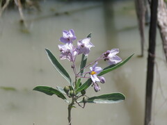 Solanum glaucophyllum