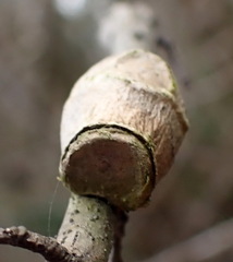 Megalopyge
