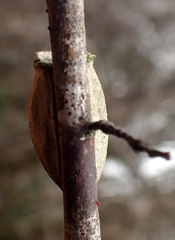 Megalopyge