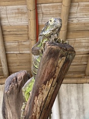 Iguana
