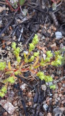 Lastarriaea chilensis