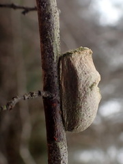 Megalopyge