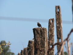Zonotrichia capensis