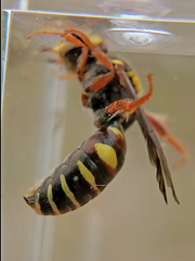 Nomada rubicunda
