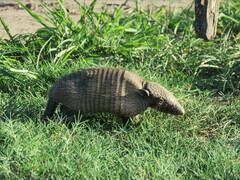 Chaetophractus villosus