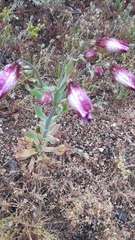 Alstroemeria magnifica