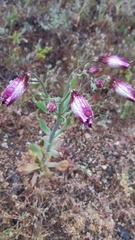 Alstroemeria magnifica