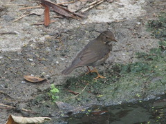 Turdus cardis