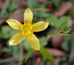 Ranunculus hispidus caricetorum