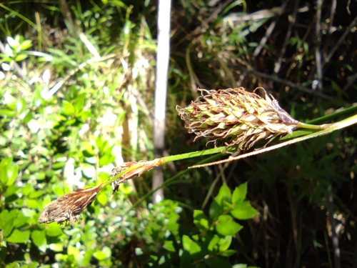 Image of Carex banksii by (c) Santiago Martín-Bravo, some rights reserved (CC BY)