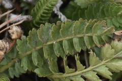Horkelia clevelandii