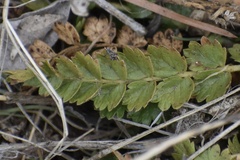 Horkelia clevelandii