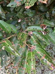 Prunus lusitanica