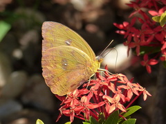 Phoebis philea