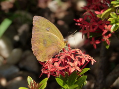 Phoebis philea