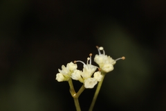 Klotzschia brasiliensis