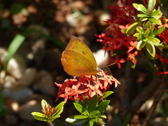 Phoebis philea