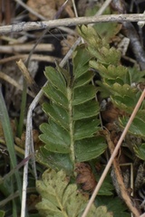 Horkelia clevelandii