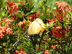 Phoebis philea