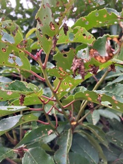Prunus lusitanica