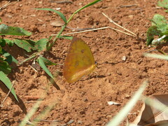 Phoebis philea