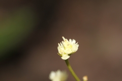Klotzschia brasiliensis