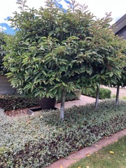 Prunus lusitanica
