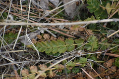 Horkelia clevelandii