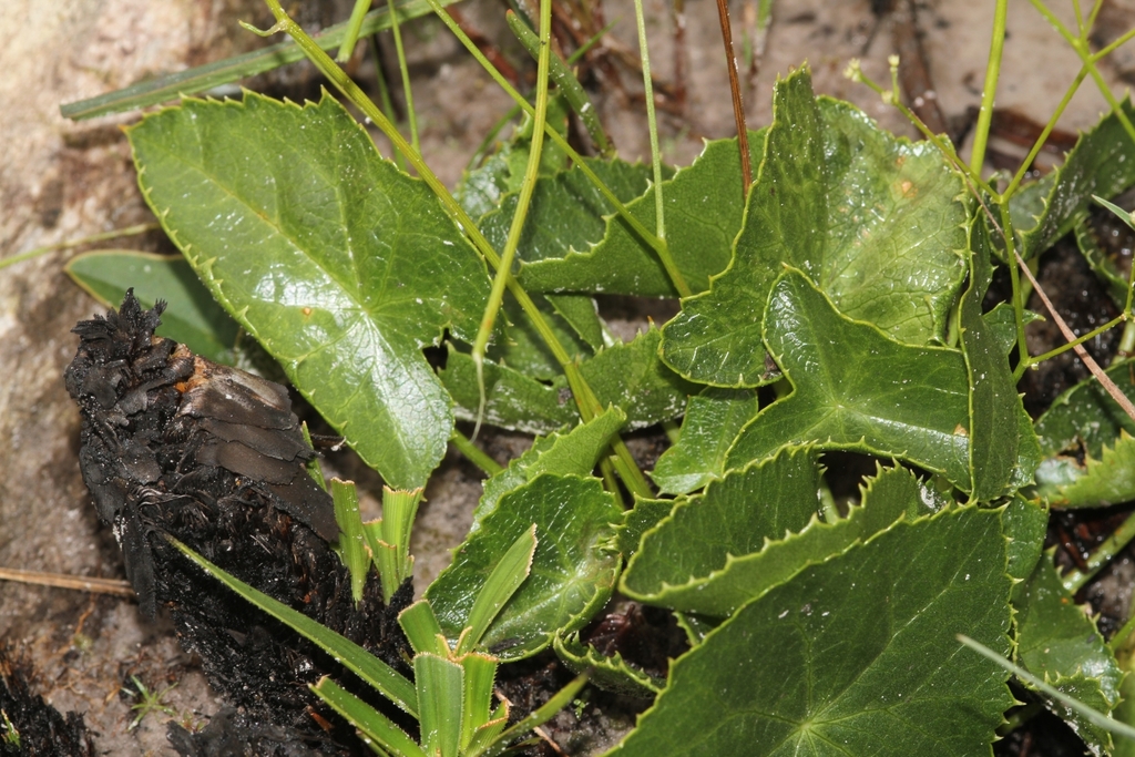 Klotzschia brasiliensis