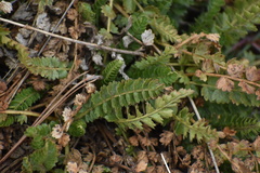 Horkelia clevelandii