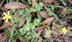 Ranunculus hispidus caricetorum