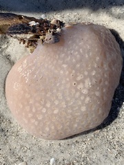 Aplidium