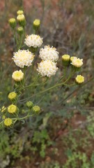 Senecio murorum