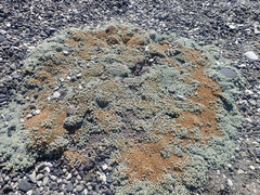 Raoulia hookeri hookeri