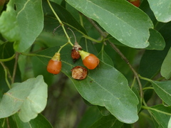 Cordia sinensis