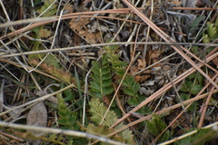Horkelia clevelandii