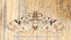 Physetobasis mandarinaria