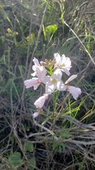 Cardamine californica