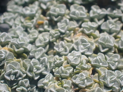 Raoulia hookeri hookeri