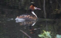 Podiceps cristatus australis