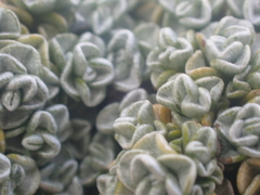 Raoulia hookeri hookeri