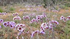 Leucocoryne purpurea