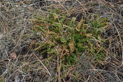 Horkelia clevelandii